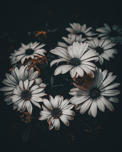 A stylised close up photo of a bunch of white African daisies. The background is dark and the photo has a moody atmosphere. There are little speckles of orange in the centre if the flowers and also the very edges of the petals.