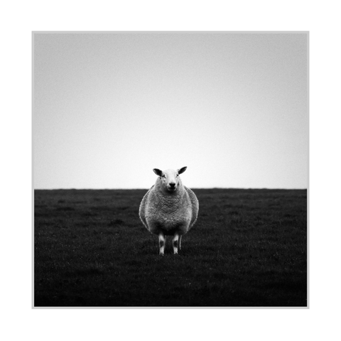 Square black-and-white photograph. A single sheep stands centered in a dark grassy field, facing the camera, with its body and wool rendered in bright tones against the darker ground. A flat horizon line runs behind the sheep, and a large, pale sky occupies most of the upper part of the frame, fading slightly darker toward the top.