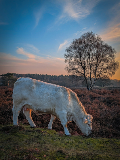 A Charolais cow dominates the foreground. It is captured in profile, grazing on the sparse vegetation. The low sun highlights the texture of its creamy-white coat.

To the right, a slender birch tree stands with its thin, bare branches silhouetted against the sky. The sky transitions from a soft orange and pink near the horizon to a clear, pale blue at the top.