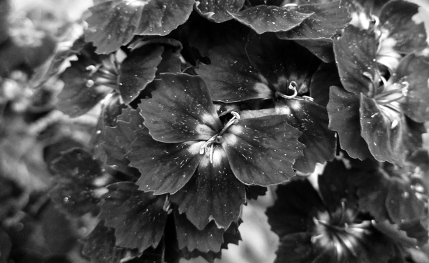 Black and white closeup photograph of china pink flowers, with dented and dark petals and white centres. Grains of pollen are scattered on the surface of the petals.
