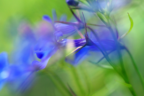 Lilablaufarbene Lobelien in Bewegung: Der Wind verwischt die Blüten aus der Familie der Glockenblumengewächse, etwas Schärfe liegt auf dem Blütenkelch. Der Rest des Bildes ist unscharf, der Hintergrund nur grün, Stengel und Blätter sind zu erahnen.

Purple lobelia in motion: the wind blurs the flowers from the bellflower family, with a slight sharpness on the calyx. The rest of the image is blurred, the background is just green, and the stems and leaves can be guessed at.
