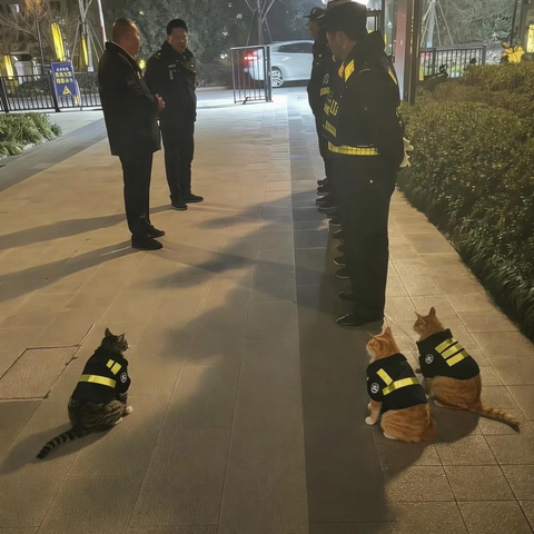 des chats en uniforme d’agent de sécurité assistent avec leurs collègues humains au briefing de nuit avec les autorités