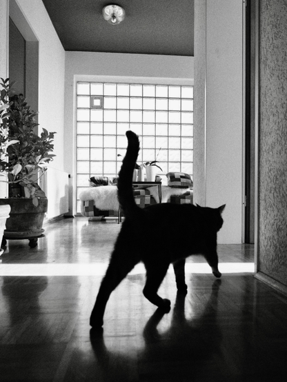 das schwarz-weiß-foto zeigt eine katze in bewegung in einem flur. die katze ist als dunkle silhouette von hinten dargestellt und geht nach rechts in richtung einer tür, von wo licht in den dunklen flur scheint.
im hintergrund ist ein großes fenster mit glasbausteinen zu sehen. ein pflanzentöpfe mit zitruspflanzen stehen am linken bildrand.
das bild ist kontrastreich und hat eine starke körnung
