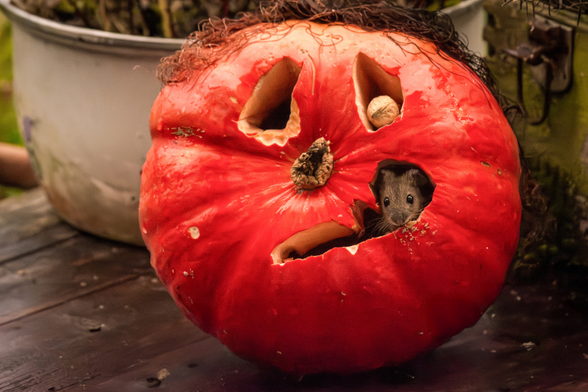 Das Bild zeigt einen geschnitzten Kürbis mit einer Maus, die aus einem Loch herausschaut.

Im Detail zeigt das Bild einen leuchtend roten Kürbis, der als eine Art Halloween-Dekoration gestaltet wurde. In den Kürbis sind mehrere unregelmäßige Löcher geschnitten, die ein fröhliches Gesicht bilden sollen: zwei dreieckige Löcher für die Augen, ein gerundetes Loch als Nase, in dem eine Walnuss steckt, und ein breites, zackenförmiges Loch, das als Mund dient. Aus diesem unteren Loch lugt der Kopf einer kleinen Maus heraus, die mit ihren dunklen Knopfaugen in die Kamera blickt. Der Kürbis sitzt auf einer dunklen, glänzenden Holzoberfläche, die vermutlich ein Tisch oder eine Bank ist. Im Hintergrund, leicht unscharf, ist ein großer, weißer Topf mit grünen Pflanzen zu sehen, was darauf hindeutet, dass die Szene im Freien aufgenommen wurde, möglicherweise in einem Garten oder auf einer Terrasse. Das Licht im Bild ist weich und natürlich, was eine gemütliche und vielleicht etwas skurrile Atmosphäre schafft.