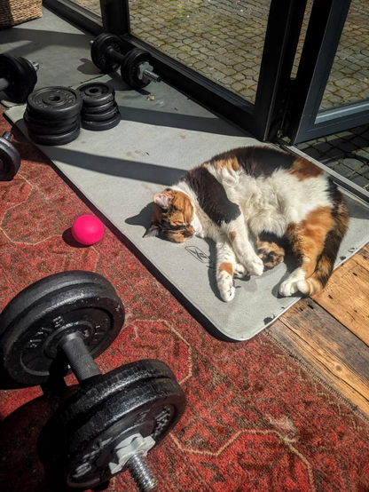 A photo of a cat sleeping on a yoga mat indoors next to a glass wall, dumbbells and a small pink exercise ball.