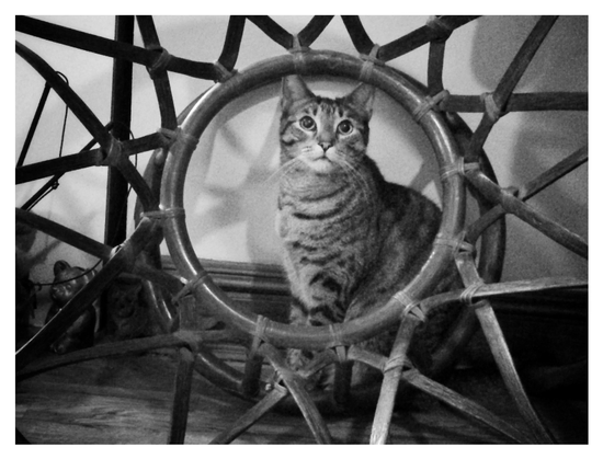 Black and white photo of Max the gray tabby cat looking calmly at the camera, showing off his dark striped markings. He sits upright at the center of a thick wooden ring from which wood strips radiate out in overlapping triangles, like stylized sun rays: this is actually a circular table base with a missing top, tipped on its side and leaning against a white living room wall. It’s a perfect frame for Max, who seems to know he’s the center of attention. The baseboard and floor are of dark wood, and off to the side are some knickknacks in the shadows.