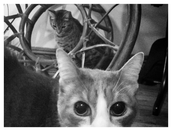 Black and white photo of the same setting from a slightly different angle. This time Max is looking down and more of the structure of the table base can be seen — but the focus has been completely stolen by his older brother Sachi, who has decided to investigate the camera up close. His head looms hilariously in the extreme foreground, his ears alert and his pupils almost fully dilated. The white streak between them stands out against his gray fur. The bottom edge of the photo cuts off his nose and mouth.