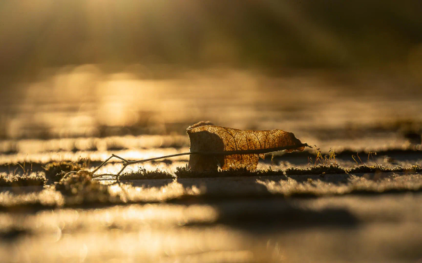 Im goldenen Gegenlicht mit ein paar Sonnenstrahlen im Rücken ein Lindensamenflugkörper auf gepflastertem  Bereich. Die Fugen sind voller Moos, einige Stengel darauf wachsen schon in die Blütezeit.