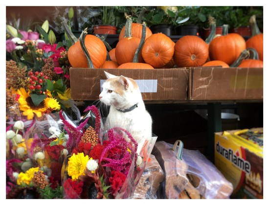 A white cat with orange fur above the eyes, wearing a green collar, looks serenely over the colorful flowers on display outside a bodega. Behind the cat is a long table with cardboard boxes full of small orange pumpkins with long green stems; and behind the pumpkins is a display of potted plants. To the right of the cat is a bundle of kindling wood encased in plastic, next to a yellow box labeled “Duraflame.”