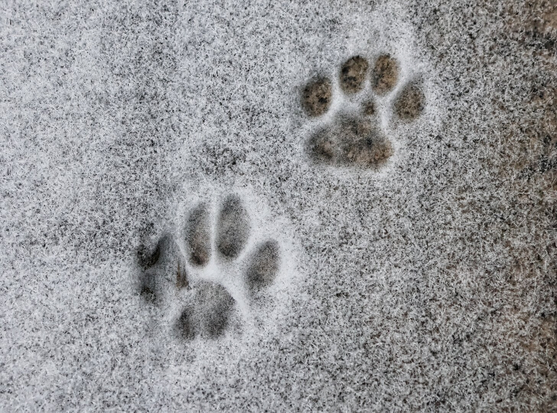 A close-up of two sets of cat paw prints in the snow. The prints are clearly defined, showing the rounded shape of the pads and the faint marks of claws. The snow is soft and powdery, providing a stark contrast to the delicate imprints left behind by the cat.