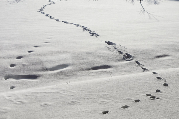 A winding trail of cat paw prints in freshly fallen snow. The prints form a gentle, meandering path, capturing the graceful movement of the cat across the snowy landscape.