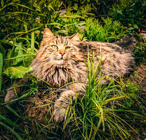A photo of a  medium-sized, fluffy, tabby cat lying down in a patch of green grass. The cat has a long coat of brown and grey fur, with black stripes visible on their face and body. Its eyes are a green color and are wide open, (looking intensely at my friend, probably for an alibi) The cat is partially obscured by the tall grass blades surrounding them.