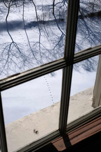 View of little cat prints in the snow. Viewed through a window.  Shadows from cherry trees are in the top of the photo