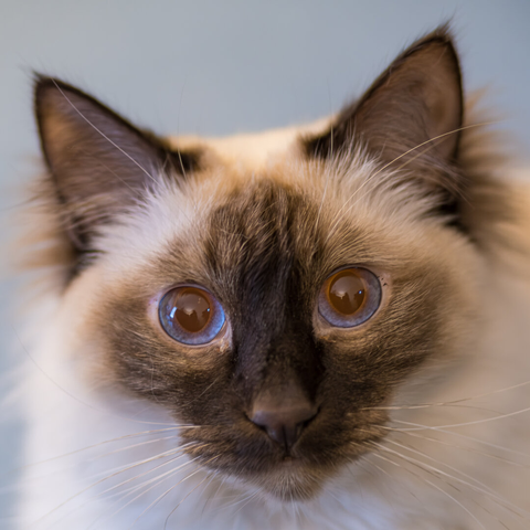 Portrait of a long-haired Siamese cat just showing her face.
© Tom Goetz. All rights reserved. Training an AI on this image is expressly forbidden.
