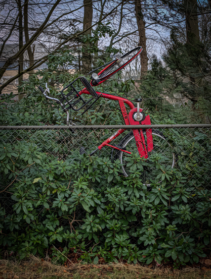 A bicycle in a state of chaotic suspension, as it was tossed into a chain-link fence and a dense green hedge. The scene is a bit of a "how did that get there?" moment, blending urban debris with a natural backdrop.

The bicycle has a bright red frame and is positioned upside down and at an angle. Its front wheel is pointing towards the sky. The handlebars and a black front cargo rack were hanging awkwardly over the top of the fence.