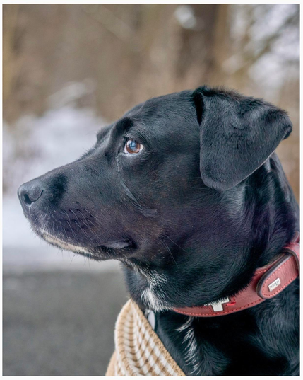 Schwarzer Labradormix in Großaufnahme vor Winterlandschaft. Der Hund ist im Profil fotografiert und schaut nach links 