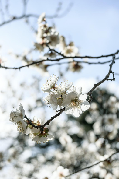 宗像神社のすぐ北側で咲いている白梅。/ 2026.01.25 京都御苑から