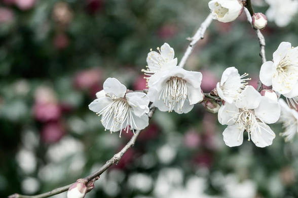 サザンカの赤い花と緑の葉を背景に咲いている白梅。/ 2026.01.25 京都御苑・宗像神社から