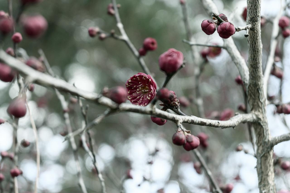 宗像神社のすぐ北側で咲いている紅梅。白梅に比べてつぼみが多く花が少なめ。/ 2026.01.25 京都御苑から