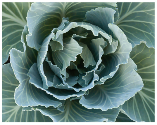 Aufsicht auf einen Kohlkopf mit großen frischen Blättern in kalten grünblauen Farben. Der Kohl hat keinen Kopf ausgebildet.