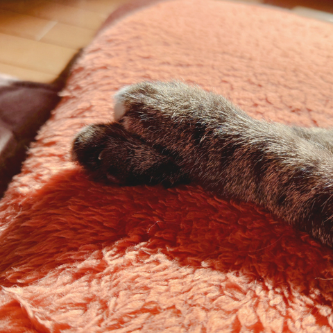 キジトラ猫の重ねられた前足