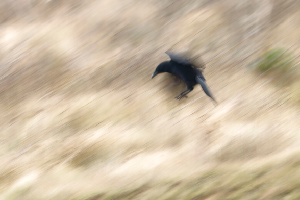 Flying and landing Carrion crow. In the background, the vegetation is blurred due to the long shutter speed.