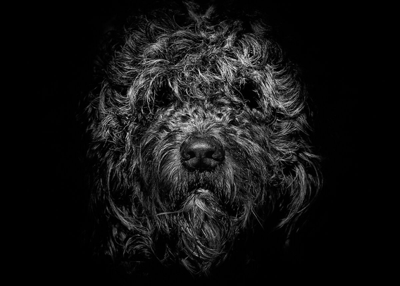 Ziggy Portrait No 1.

Our 10 year old Golden Doodle Ziggy being his usual scruffy and dirty rock star self.

Original photography using a Canon EOS 60D body with a Sigma 17-70mm f2.8 DC Macro OS lens and Silver EFEX Pro as a Lightroom plugin for the Black and White conversion.