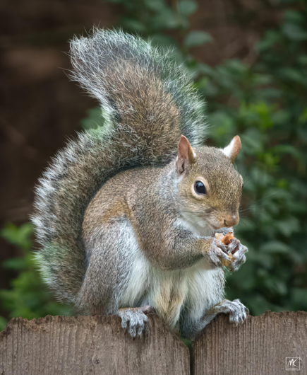 Color photo of an eastern grey squirrel perched squatting on top of a wooden fence holding a nut in its front paws, with its fuzzy tail curled up along its back and extending up above its head. 
