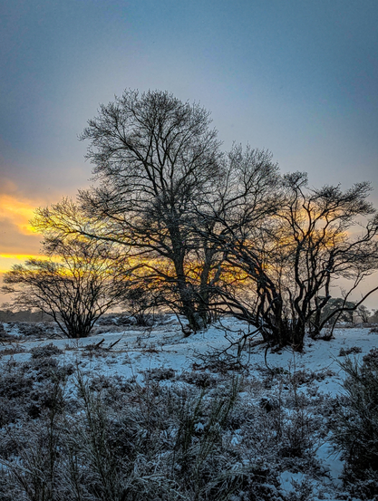 A snow-covered landscape at twilight. A cluster of dark, skeletal trees and shrubs are silhouetted against a dramatic sky. A brilliant band of golden-yellow and orange light pierces through a heavy, blue-grey cloud layer near the horizon. 