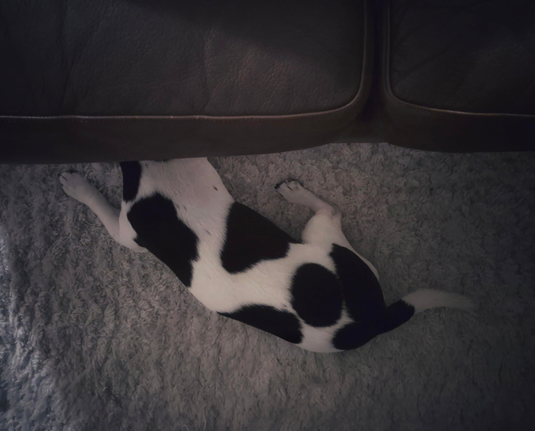A tri-coloured Jack Russell terrier is lying in front of a brown sofa, with its head tucked under the sofa and the rest of its body clearly visible.  The reason being, he doesn't want to wear his wintercoat, and is therefore "hiding". 
He would easily fit under the sofa.