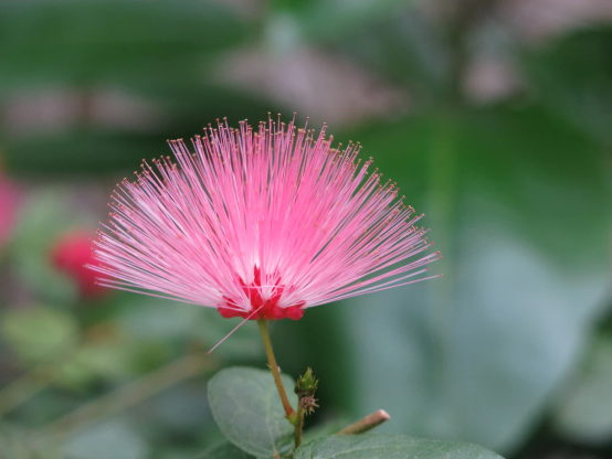 Calliandra emarginata
扇状にピンクの雄蕊が広がっている