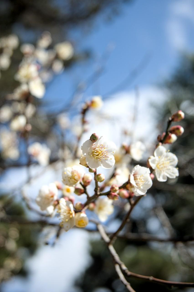 厳島神社の北、黒木の梅から出水の枝垂れ桜の場所に出る道の半ばで咲いていた白梅。五部咲き程度。/ 2026.02.01 京都御苑から
