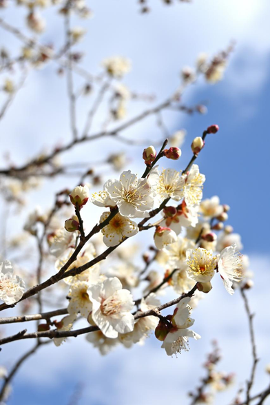 出水の小川の隣、十月桜の対面で咲いている白梅。七分咲き～満開近く。/ 2026.02.01 京都御苑から