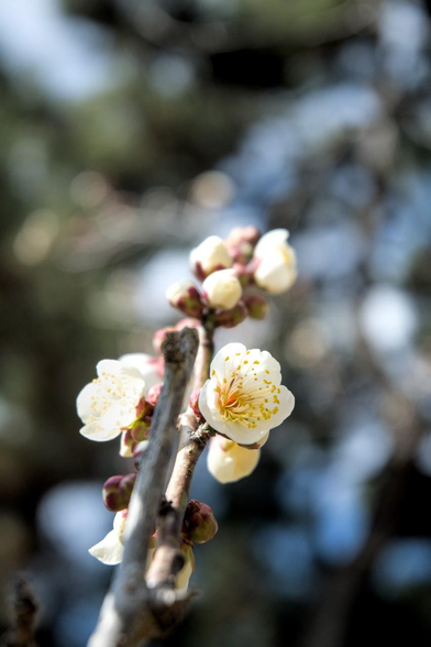 出水の小川の北、出水口を入って左手、梅林の入口で咲く白梅。空に向かって伸びる枝で白梅が咲いている。/ 2026.02.01 京都御苑から