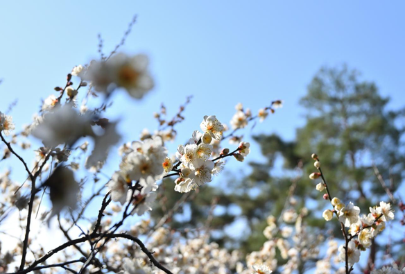 梅林の白梅。ここの梅は比較的まちまちだけど、この木については七分咲きからほぼ満開。/ 2026.02.01 京都御苑から
