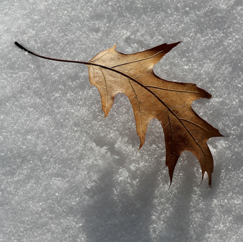Photograph of a brownish-orange oak leaf, fallen onto the white, powdery snow. The leaf is in the sun, its veins clearly visible. Its shadow is cast on the snow.

Photographie d'une feuille de chêne brune orange, tombée sur la neige blanche et poudreuse. La feuille est au soleil et ses nervures sont très apparentes. Son ombre est projetée sur la neige.
