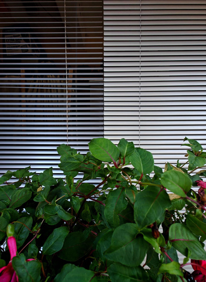 Photo showing green plants in front of a window with closed horizontal blinds, the left blinds being dark, maybe black and the blinds on the right looking white.
