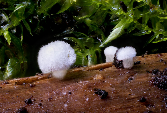 Crop of a macro photo of three unidentified fluffy/hairy white mushrooms on a decaying twig on the bottom of the woodpile. The biggest one is about 3 millimeter wide. There's wet moss in the background. They look a bit like those Russian fur hats (ushankas), but have a  stem that is quite short and as fluffy. In the background, there's wet moss.