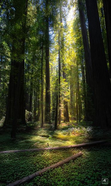 Color photo looking into a redwood forest with sunlight streaming down forming pools of light on forest floor’s carpet of greenery with scattered logs crossing it. 