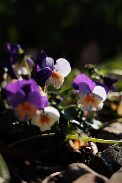 A cluster of vibrant purple and white pansy flowers nestled among green leaves and stones, illuminated by soft sunlight.