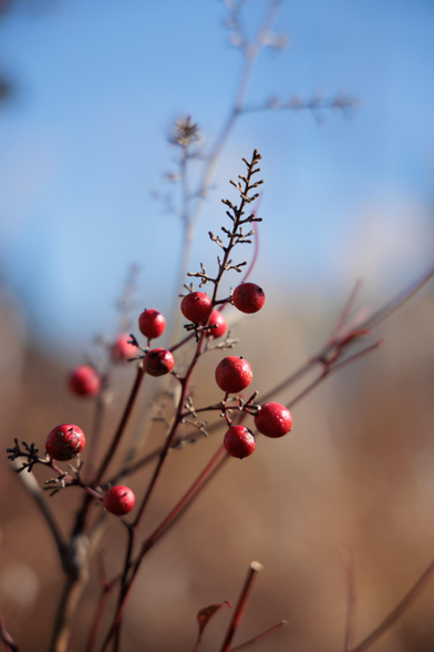 Bright red berries cluster on slender, bare branches against a soft blue sky.