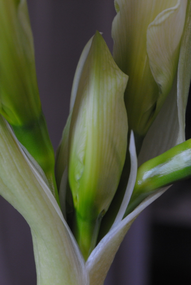closeup of white and green Hippeastrum buds in the process of opening, seen in diffuse overcast daylight, with the image focusing on one bud in particular