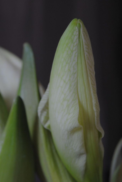 a similar view as in the precious image, but even more focused on just one bud, and a different one than in the previous image. Emphasizing especially the subtle pattern of its veins