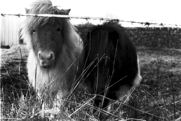 A couple of inquisitive Sheltand ponies stand against a fence looking curiously at me, wondering if I have food.  The one on the left is a brown and white colour, the other is black.  The left one seems keener.  In the back ground is their rather comfy looking shelter.  The sky is grey.  