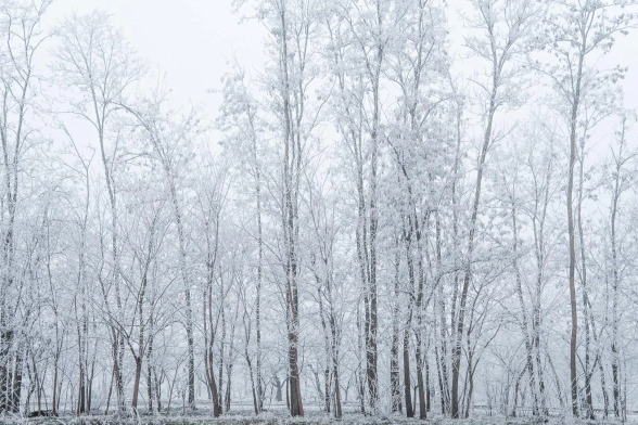 Baumreihe mit Rauhreif bedeckt. Helles Bild, Winterstimmung.