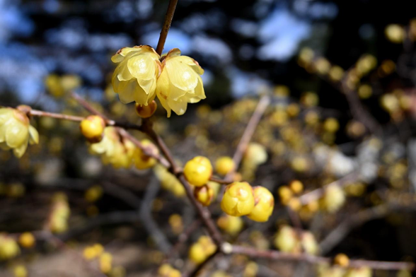宗像神社のすぐ北側で咲いているソシンロウバイ。焦点の当たっている手前の花は咲いているが、つぼみもまだ多い。/ 2026.02.01 京都御苑から