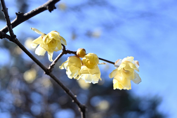 青空を背景に、枝に沿って並んで咲いているソシンロウバイを見上げるように。/ 2026.02.01 京都御苑から