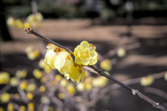 出水の小川で咲いているソシンロウバイ。下向きに咲く花が多い中、一輪だけがこちらに向かって咲いている。/ 2026.02.01 京都御苑から