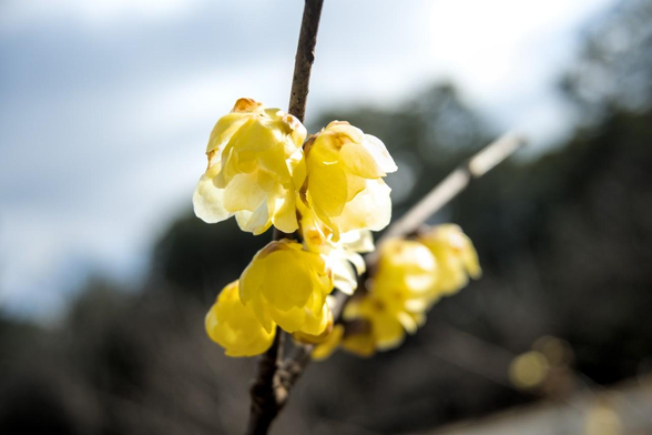 出水の小川の北側で咲いているソシンロウバイ。枝の分かれ目から程ないところでいくつかの花が固まるように咲いている。/ 2026.02.01 京都御苑から