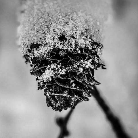 The textured beauty of winter through a close-up study of a snow-dusted pinecone.

A thick cap of crystalline snow sits on top of the pinecone, looking almost like a miniature frosted hat. Individual snowflakes and ice grains are visible where they have caught in the scales.

The background is a soft, out-of-focus blur of pale grays and whites, which makes the dark, sharp details of the pinecone pop. A thin, dark branch extends diagonally toward the bottom right.